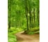Фотообои флизелиновые Fotooboikin "Лес" 200x270 см fot-07 2