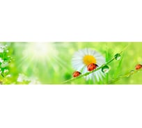 Кухонный фартук Декор Трейдинг Ромашки 3000х600 мм Ромашки12663000*600мм