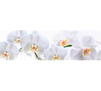 Кухонный фартук Декор Трейдинг Белая орхидея на белом 2000х600 мм Белаяорхидеянабелом2452000*600мм