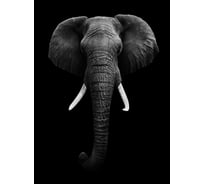 Фотообои DIVINO Слон черно-белый, 200x270 см T-231