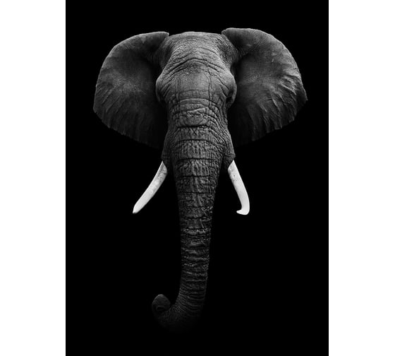 Фотообои DIVINO Слон черно-белый, 200x270 см T-231