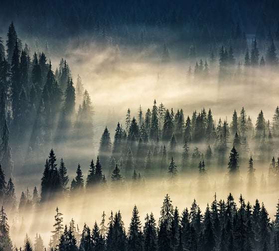 Фотообои DIVINO Лес, 300x270 см Z-117