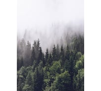 Фотообои DIVINO Туманный лес 3, 200x270 см T-329