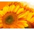 Фотообои DIVINO Подсолнухи 300x238 см C-384 2