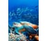 Фотообои DIVINO Морская черепаха 200x270 см C-211 2