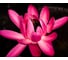 Фотообои DIVINO Кувшинка 300x238 см C-382 2
