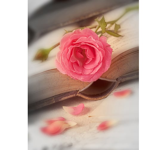 Фотообои DIVINO Роза винтаж 200x270 см C-246