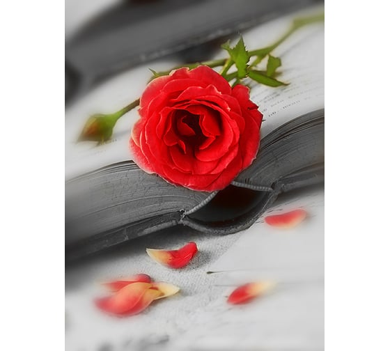 Фотообои DIVINO Роза 200x270 см C-255