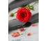 Фотообои DIVINO Роза 200x270 см C-255 2