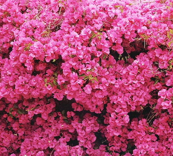 Фотообои DIVINO Стена цветов 300x270 см C-152