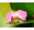 Фотообои DIVINO Розовая орхидея 200x147 см C-326 2
