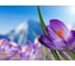 Фотообои DIVINO Альпийские крокусы 200x147 см C-314 2