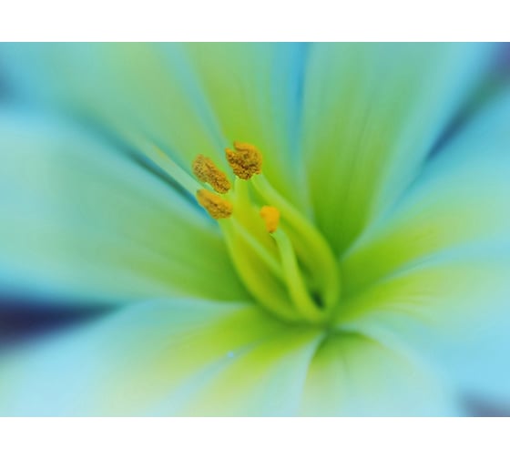 Фотообои DIVINO Волшебный цветок 200x147 см C-315