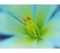 Фотообои DIVINO Волшебный цветок 200x147 см C-315 2
