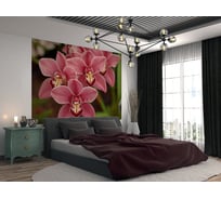 Фотообои DIVINO Орхидея 2 200x147 см C-319