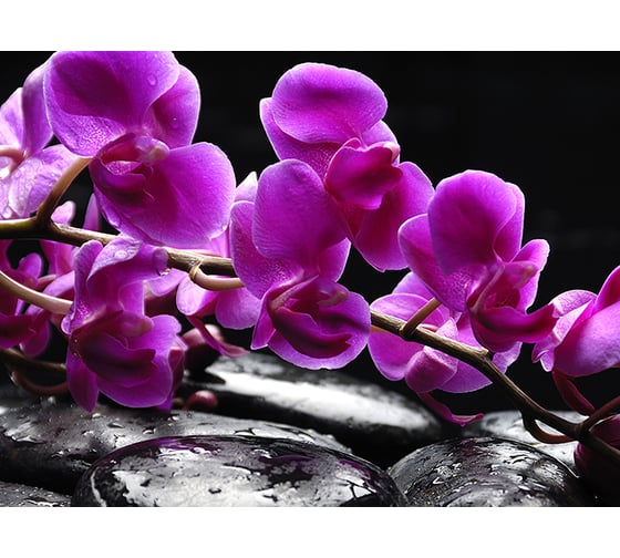 Фотообои DIVINO Орхидея на камнях 200x147 см C-322