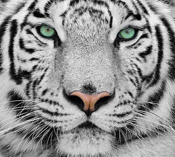 Фотообои DIVINO Белый тигр 300x270 см C-077