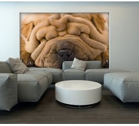 Фотообои DIVINO Шарпей 300x238 см C-082