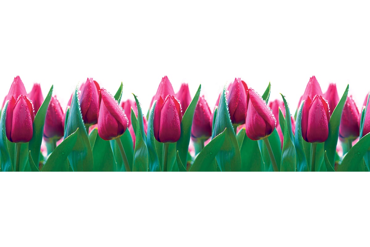 Фартук ПВХ тюльпаны 427 (0,6м*3м*1,3мм)