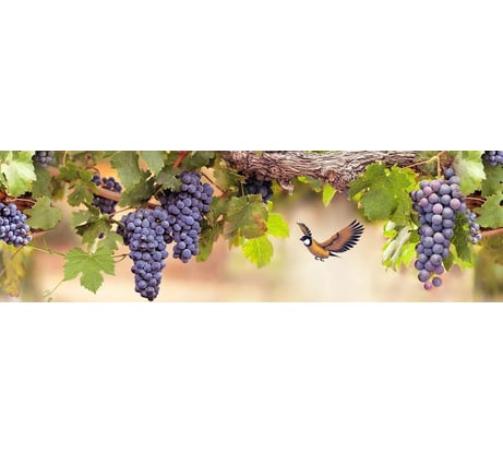 Кухонный фартук ООО Оптион Лоза (ПВХ; с уф-печатью; 3000x600x1 мм) 82795