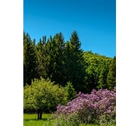 Фотообои Студия фотообоев Природный парк, 200x270 см, 2 полотна 1218514