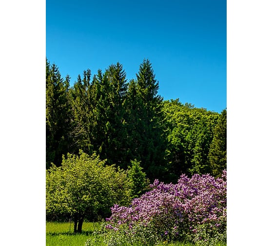 Фотообои Студия фотообоев Природный парк, 200x270 см, 2 полотна 1218514 1