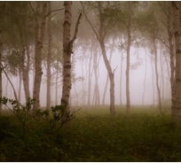 Фотообои Студия фотообоев В тумане, 300x270 см, 3 полотна 1318599