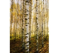 Фотообои Студия фотообоев Солнечные лучи в лесу, 200x270 см, 2 полотна 1218598
