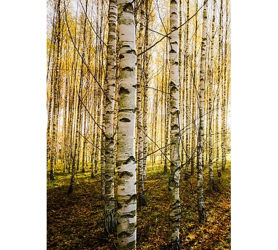 Фотообои Студия фотообоев Солнечные лучи в лесу, 200x270 см, 2 полотна 1218598 1