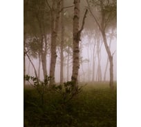 Фотообои Студия фотообоев В тумане, 200x270 см, 2 полотна 1218599