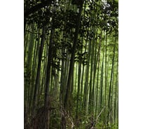 Фотообои Студия фотообоев Бамбуковые заросли, 200x270 см, 2 полотна 1217156