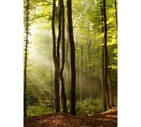 Фотообои Студия фотообоев Лес, 200x270 см, 2 полотна 1200297