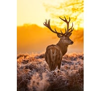 Фотообои Студия фотообоев Олень в вечернем лесу, 200x270 см, 2 полотна 1209212