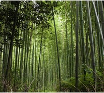 Фотообои Студия фотообоев Бамбуковые заросли, 300x270 см, 3 полотна 1317156