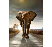 Фотообои Студия фотообоев Слон на дороге, 200x270 см, 2 полотна 1208577