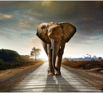 Фотообои Студия фотообоев Слон на дороге, 300x270 см, 3 полотна 1308577