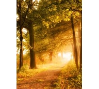 Фотообои Студия фотообоев Осенняя аллея, 200x270 см, 2 полотна 1203957