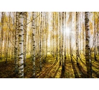 Фотообои Студия фотообоев Солнечные лучи в лесу, 400x270 см, 4 полотна 1418598