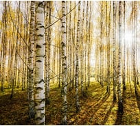 Фотообои Студия фотообоев Солнечные лучи в лесу, 300x270 см, 3 полотна 1318598