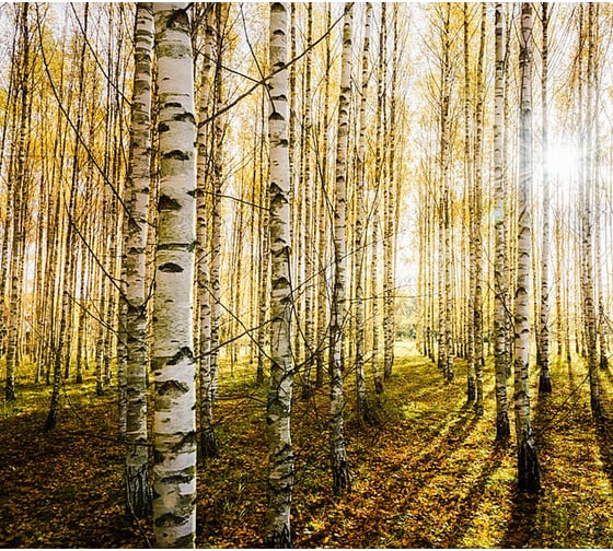 Фотообои Студия фотообоев Солнечные лучи в лесу, 300x270 см, 3 полотна 1318598 1