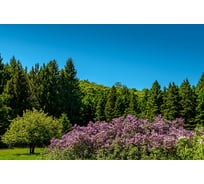 Фотообои Студия фотообоев Природный парк, 400x270 см, 4 полотна 1418514