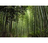 Фотообои Студия фотообоев Бамбуковые заросли, 400x270 см, 4 полотна 1417156