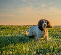 Фотообои Студия фотообоев Спаниэль на поле, 300x270 см, 3 полотна 1308537