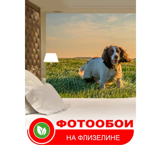 Фотообои Студия фотообоев Спаниэль на поле, 300x270 см, 3 полотна 1308537