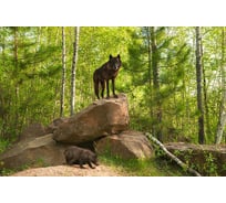 Фотообои Студия фотообоев Волчица с волчонком, 400x270 см, 4 полотна 1408590