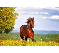 Фотообои Студия фотообоев Скачущая лошадь, 400x270 см, 4 полотна 1408649