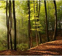 Фотообои Студия фотообоев Лес, 300x270 см, 3 полотна 1300297