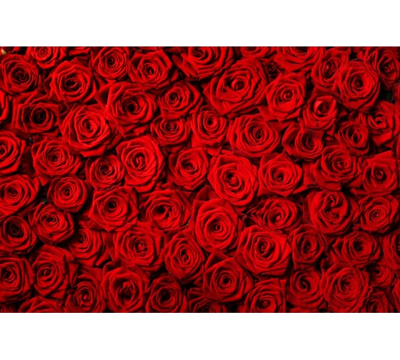Флизелиновые фотообои PRIMAVERA Красные розы 3х2.7 м PV-1249-P3