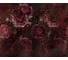 Фотообои флизелиновые Komar "Rouge Intense" 350х280 см HX7-046 2