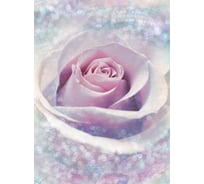 Фотообои флизелиновые Komar "Нежная роза" 184x248 см XXL2-020